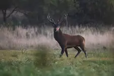 Przed wschodem 