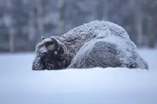 Schowam się pod śniegiem to może szybciej ten tydzień zleci ...