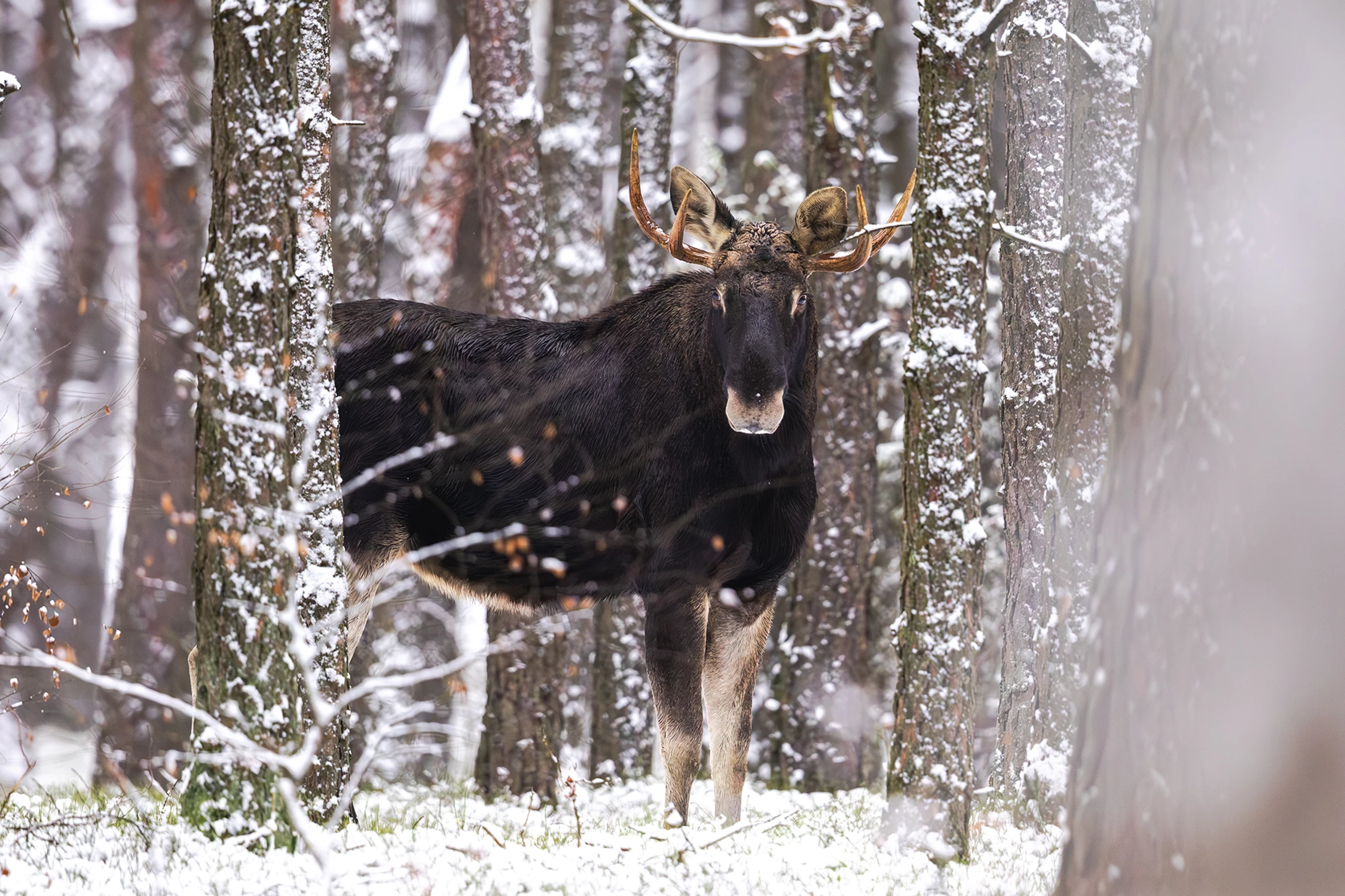 Halo ... to już piątek !!!