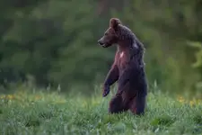 Stójka 