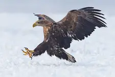 Prosto w biały puch 