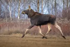 Biegusiem do weekendu ...