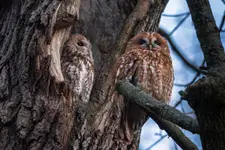 Co dwie sowy to nie jedna