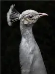 ,,,