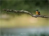 Searching...