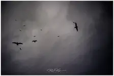 Sępy 2