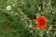 --<-<@
