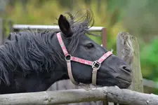 Czuprynka