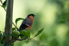 Mr. Bullfinch