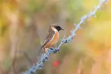 Stonechat