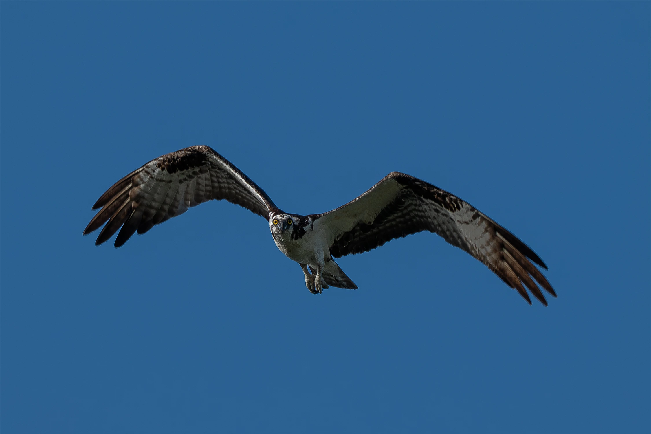 Osprey
