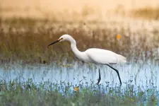 Little egret