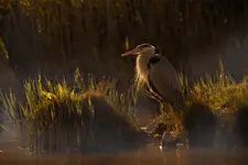 Siwa