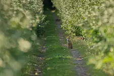 Guardian of the Orchard 🦊