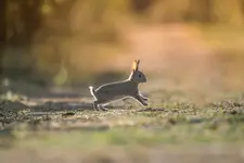 Piotruś królik 🐇