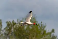 Ibis biały
