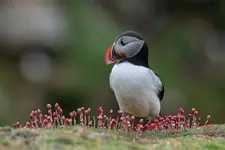 Maskonur z Saltee Island