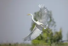Czapla biała 5