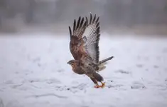 Myszołów w starcie