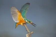 Zimorodek 6