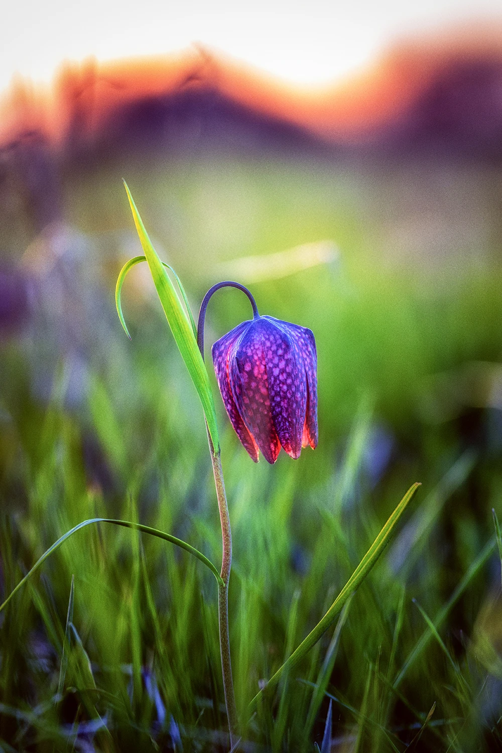 Szachownica kostkowata