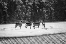 Kto pierwszy się ruszy