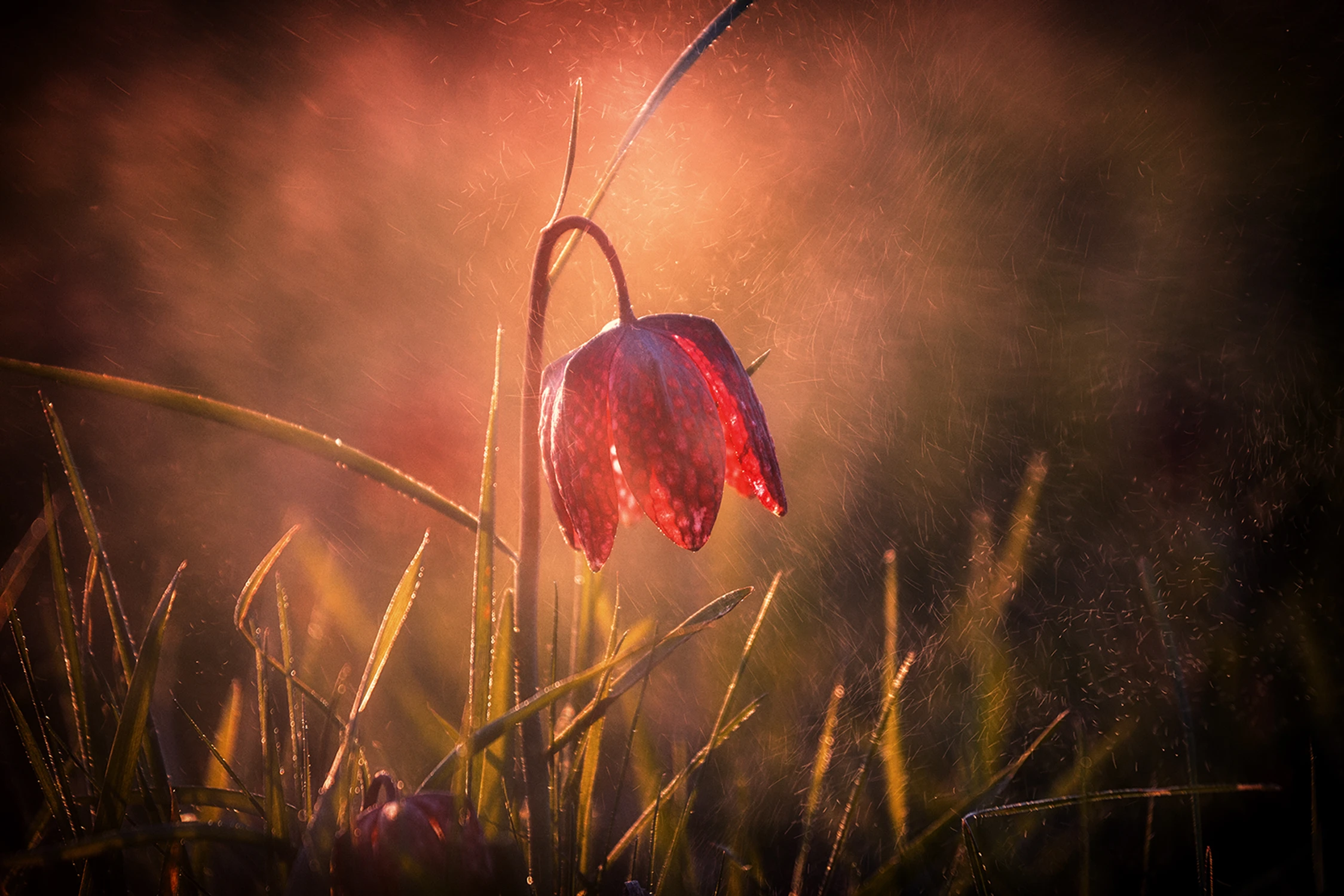 Szachownica kostkowata