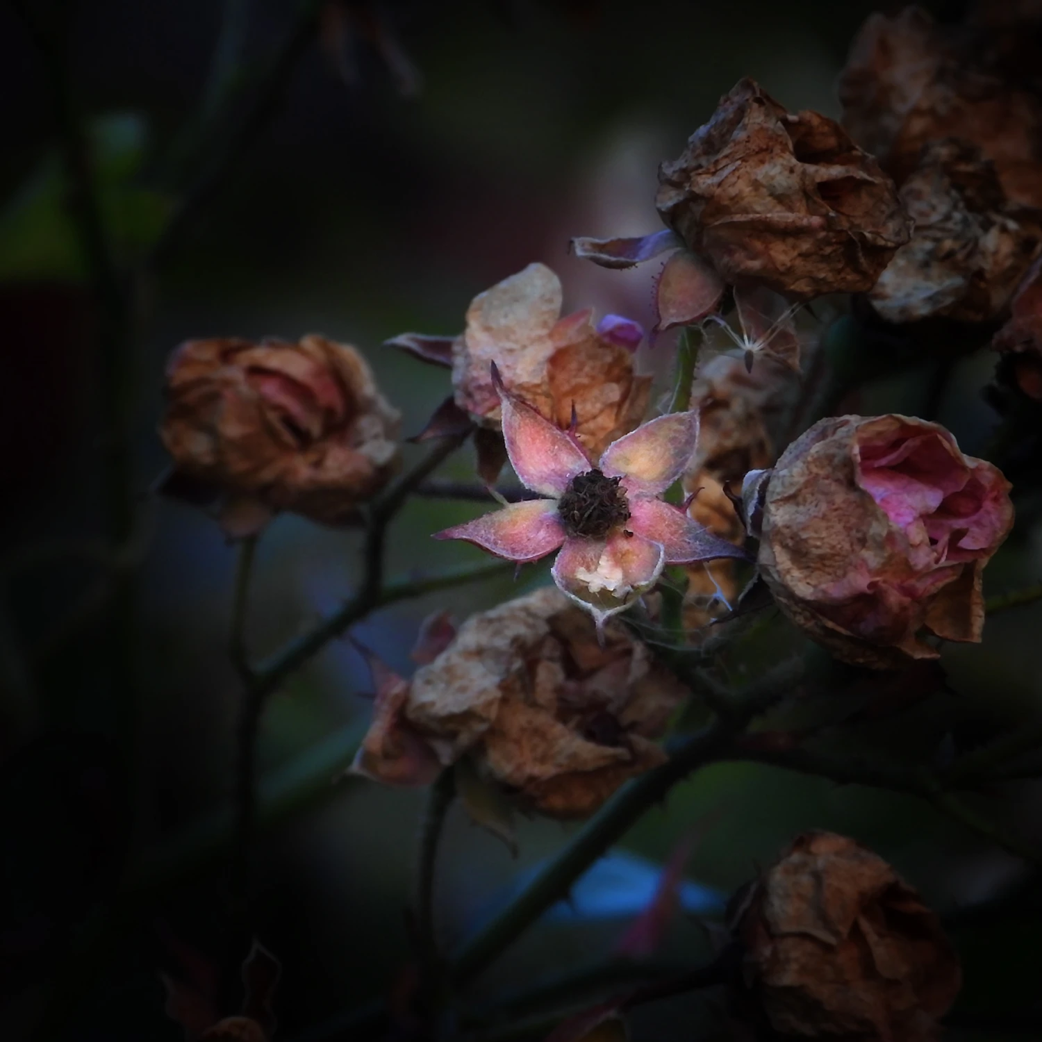 nawet po śmierci widać ślady urody