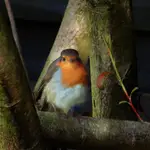 Myślał Rudzik, że się urył