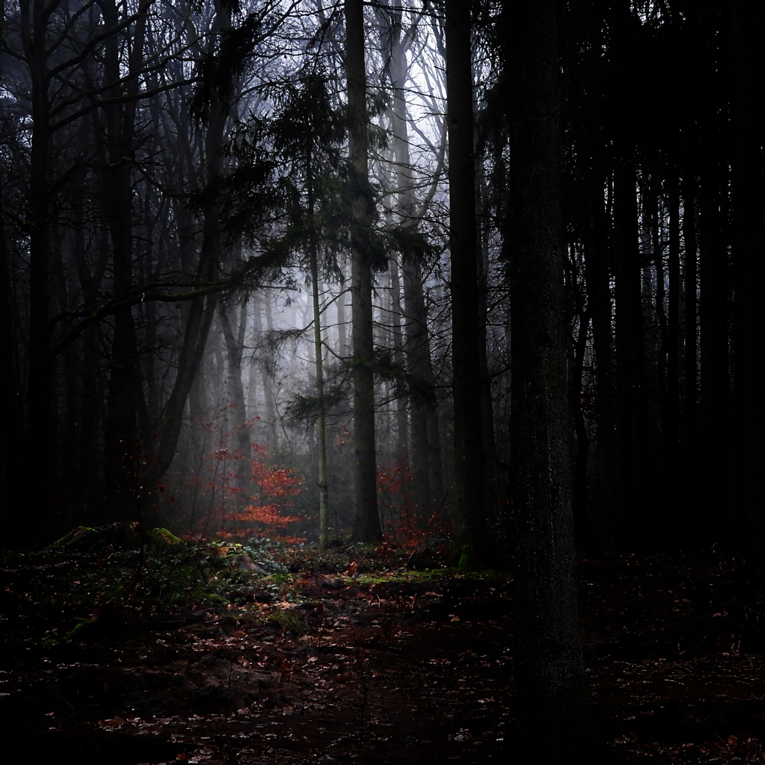 Jasność wśród drzew