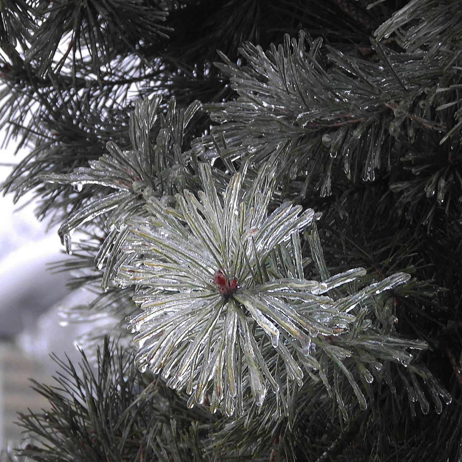 w kryształowej otoczce