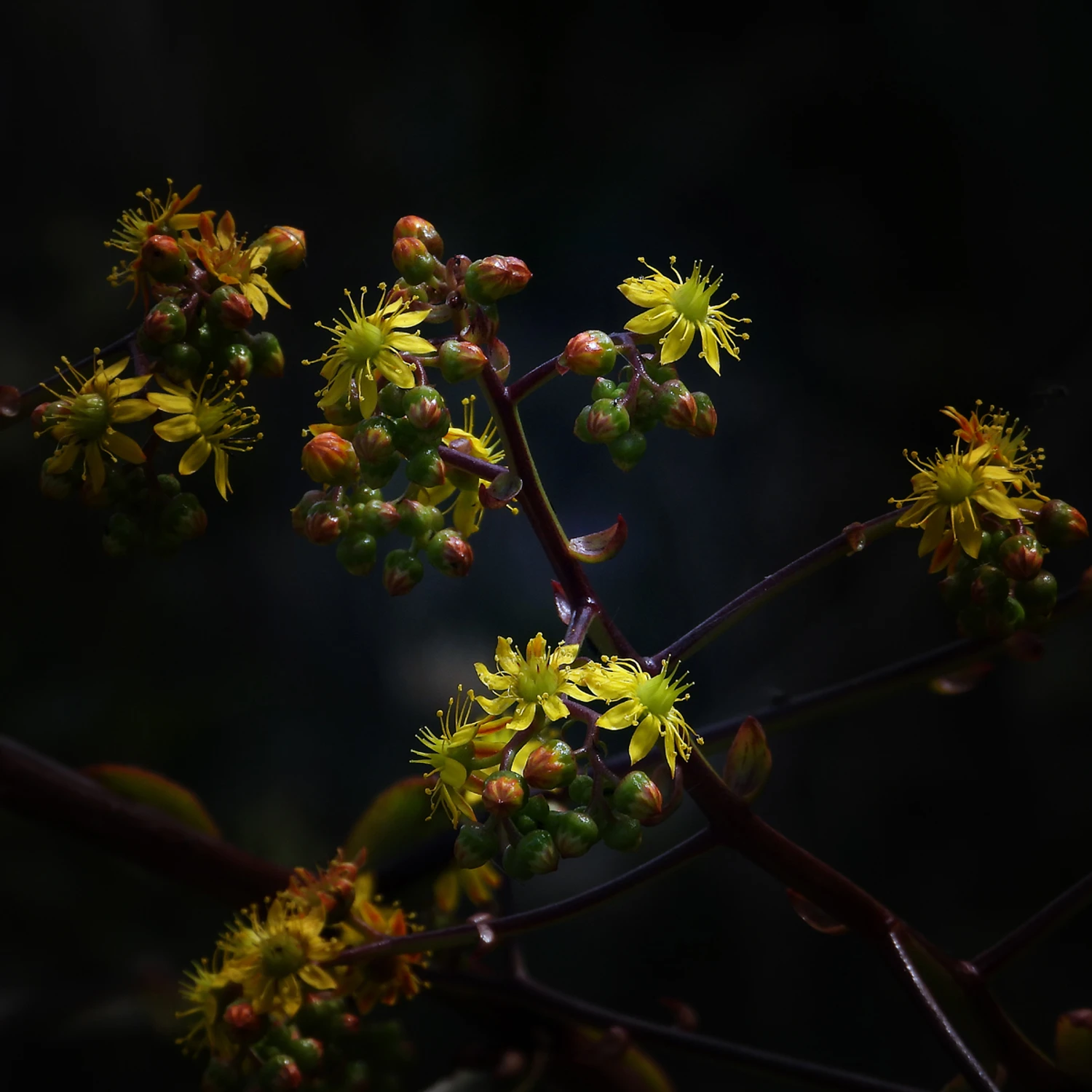 Misternie stworzona flora