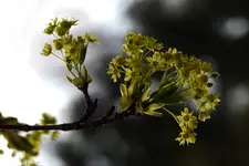 wczesnowiosenny kwiatek