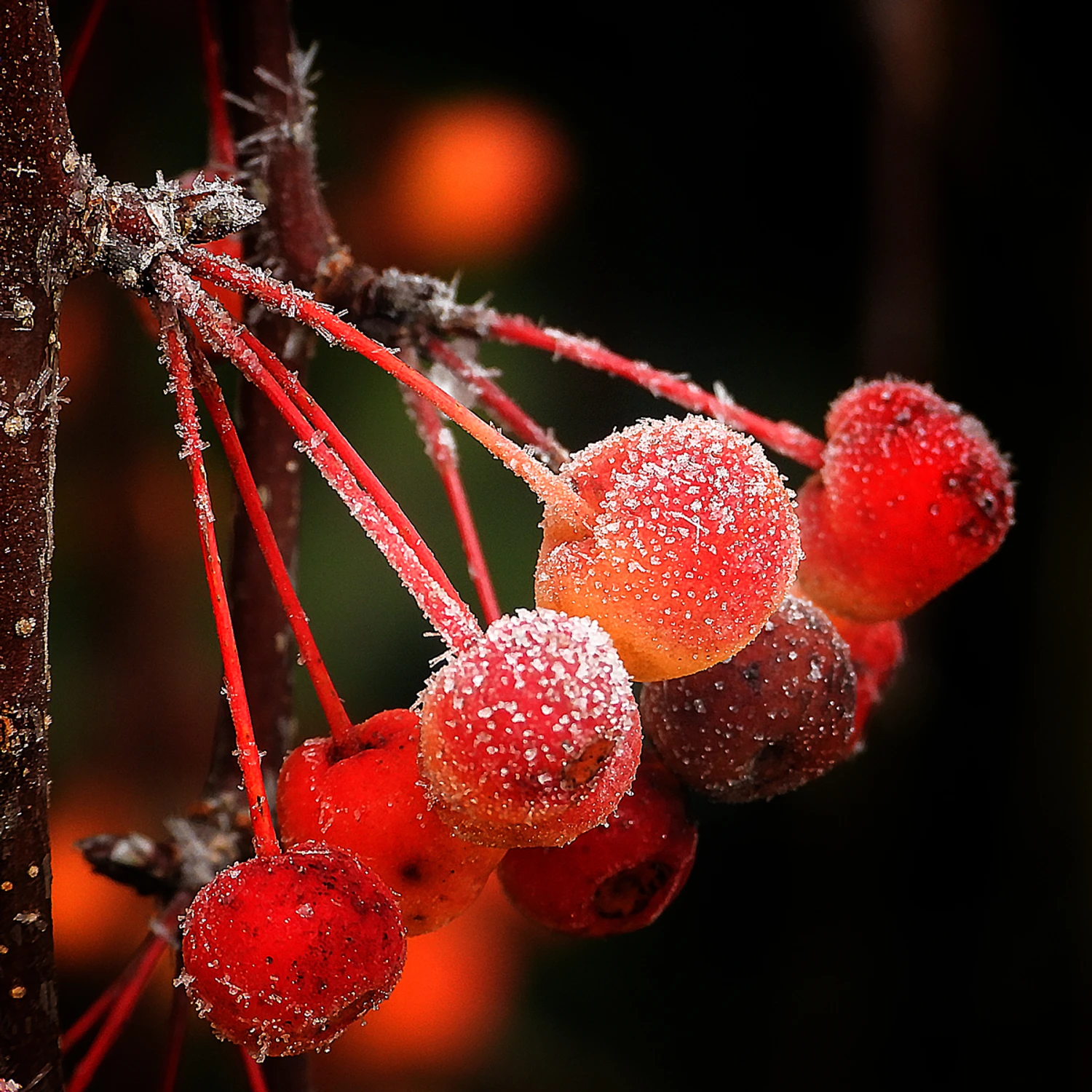 Lukrowane lodem jesienne specjały