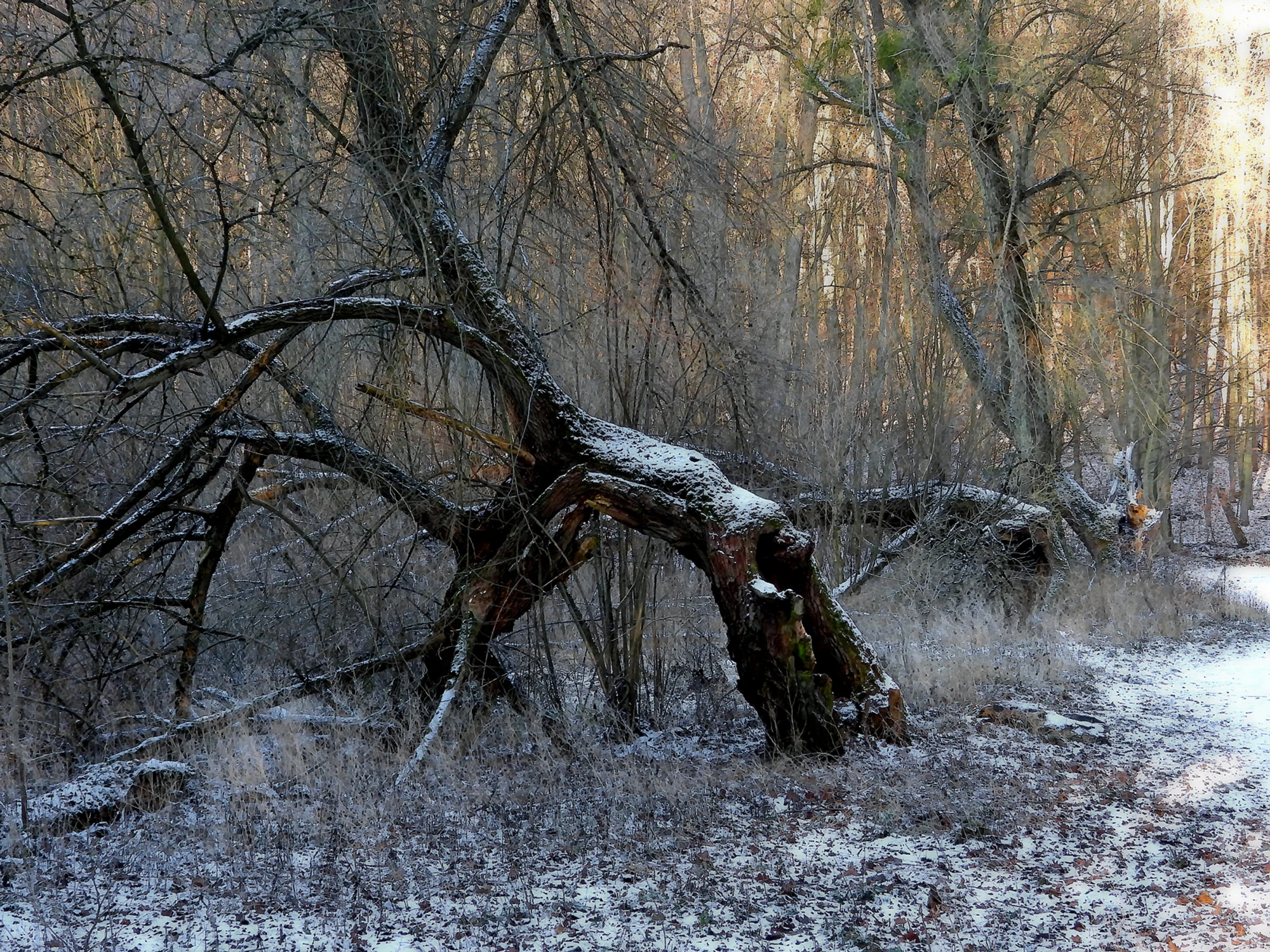 To nie zima i ciężki śnieg