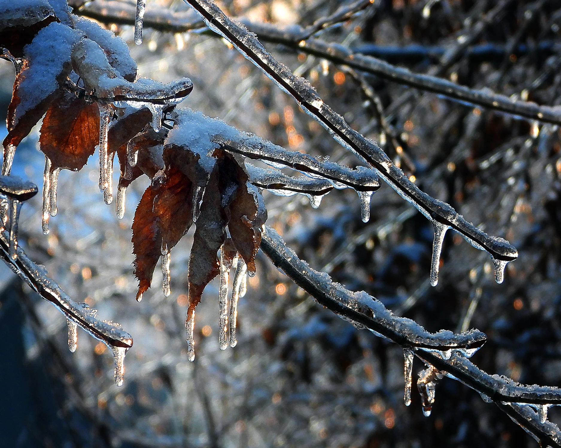 Nie zdążyły sfrunąć