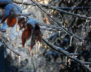 Nie zdążyły sfrunąć