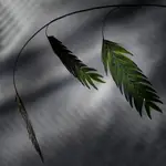 Zieleń dana dla zapowiedzi