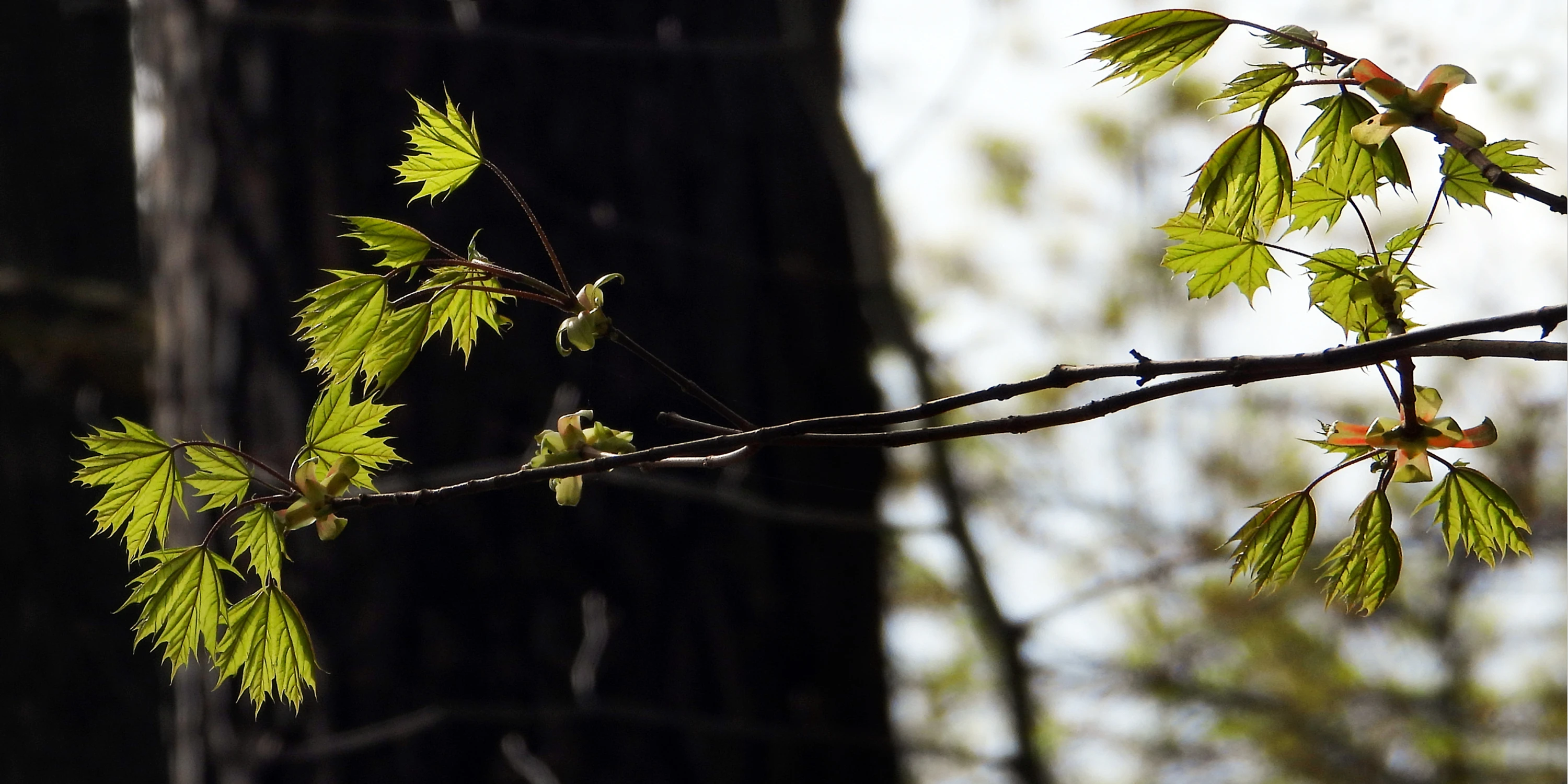 Czarno-biała wiosna