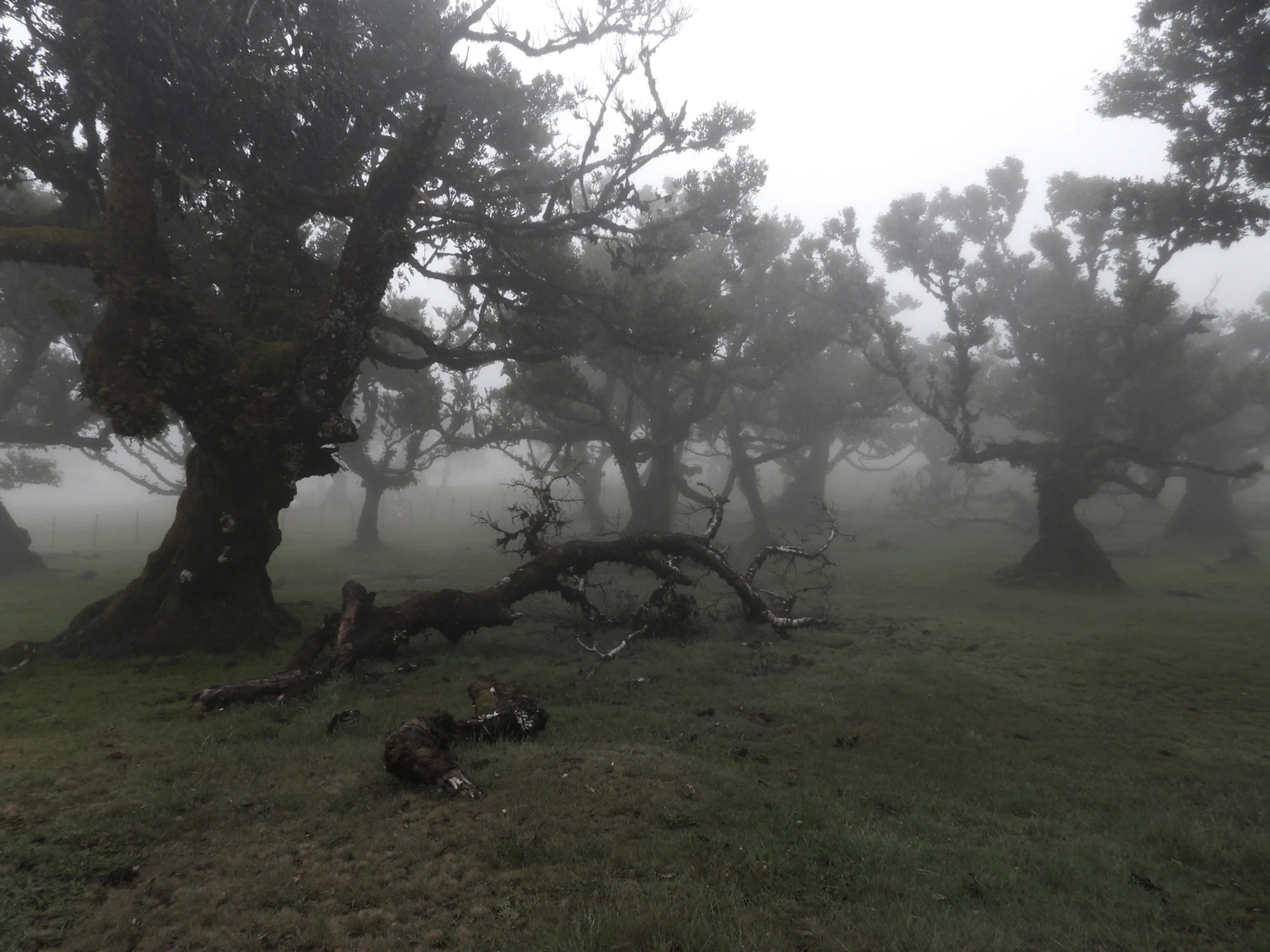 Las Fanal, jak z prospektu