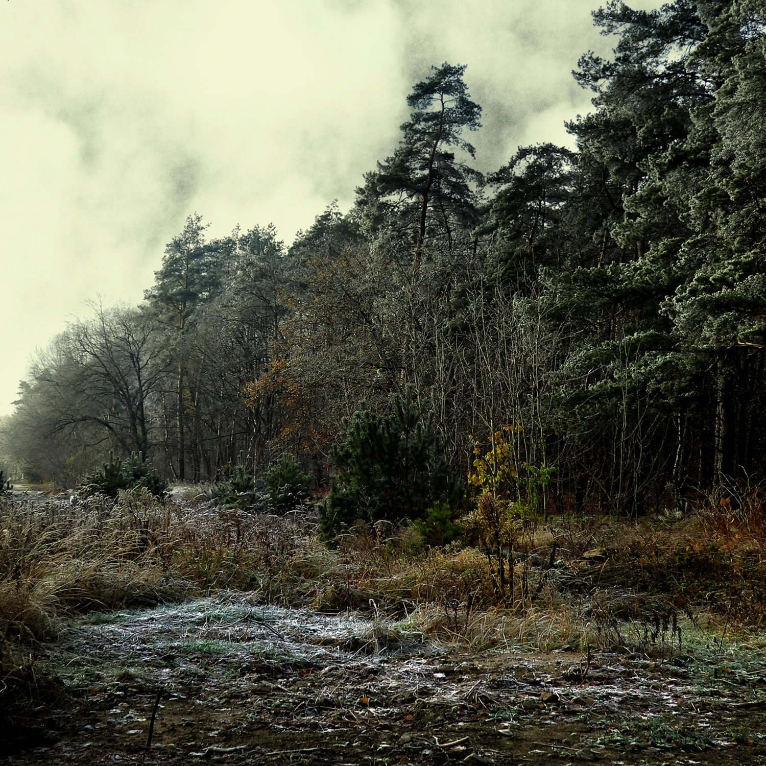 Szronem lekkim ozdobiona