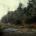 Szronem lekkim ozdobiona