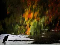 W zwierciadle jesieni