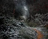 Krętą ścieżką poprzez sad zimowy