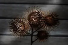 Pozostałość minionego lata