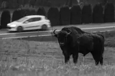 Takie rzeczy tylko w Bieszczadach...