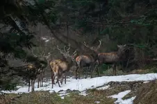 Czas zrzucania poroży