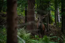 In the Carpathian forest