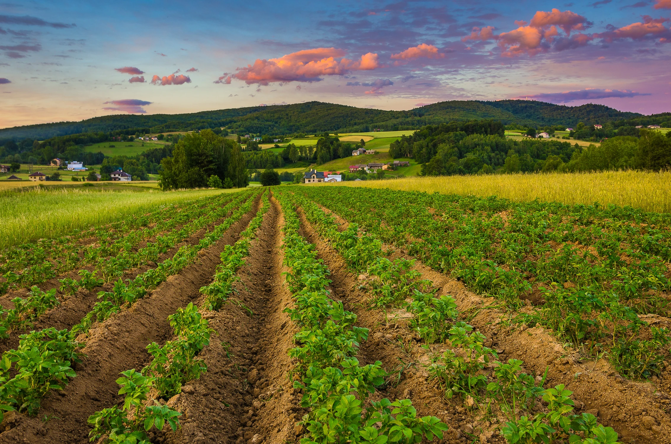 Czerwcowy wieczór na Pogórzu Ciężkowickim