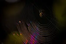 rainbow spider